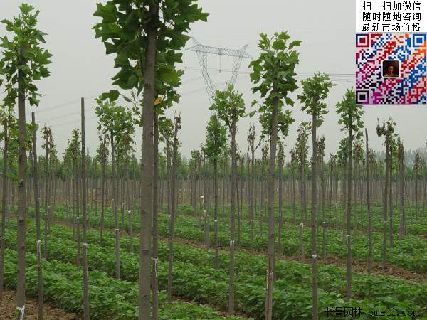 馬褂木鵝掌楸 馬褂木鵝掌楸