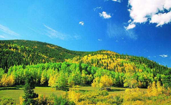 學習國外苗木行業經驗，搶先了解國內市場動態