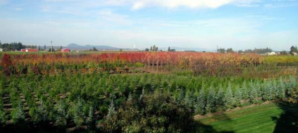 學習國外苗木行業經驗，搶先了解國內市場動態