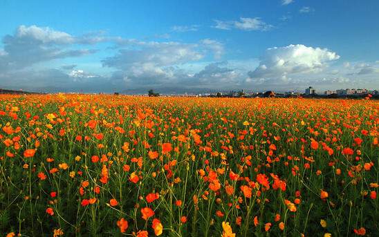 學習國外苗木行業經驗，搶先了解國內市場動態