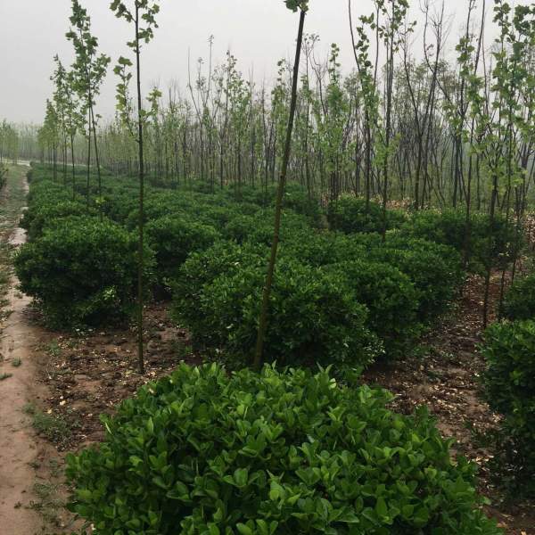 大葉黃楊是不是冬青 大葉黃楊是不是冬青