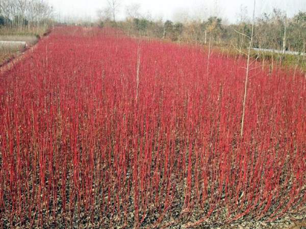 紅瑞木可以用來做綠籬嗎？