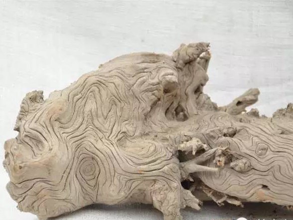 如何分辨崖柏與地柏，它們有什么不同？