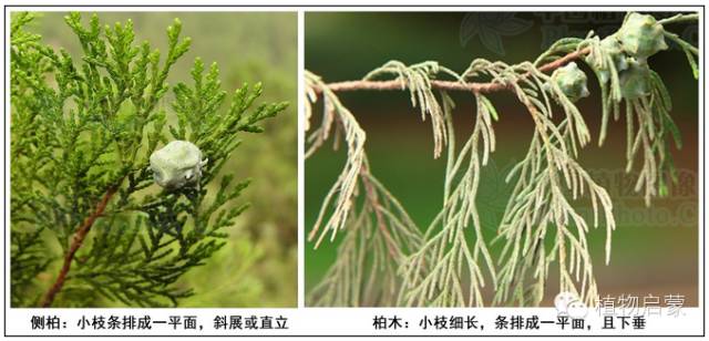 圓柏、刺柏、側(cè)柏、柏木以及龍柏的簡易識別法