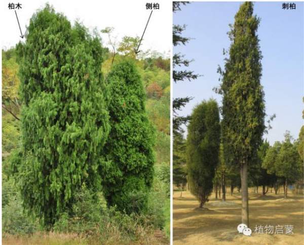 圓柏、刺柏、側(cè)柏、柏木以及龍柏的簡易識別法