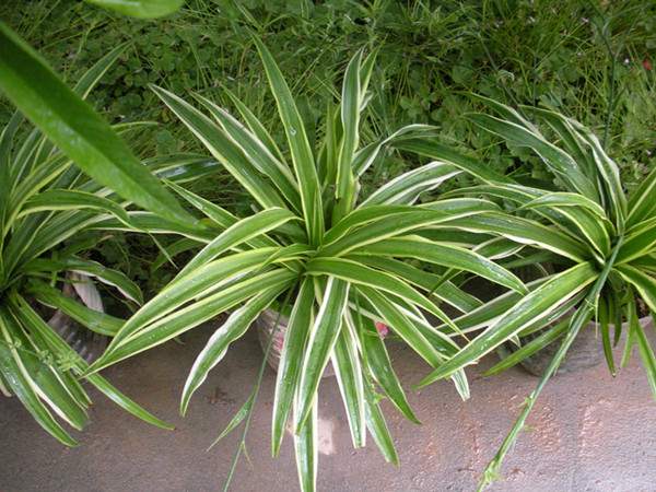 金葉吊蘭葉子 金葉吊蘭葉子