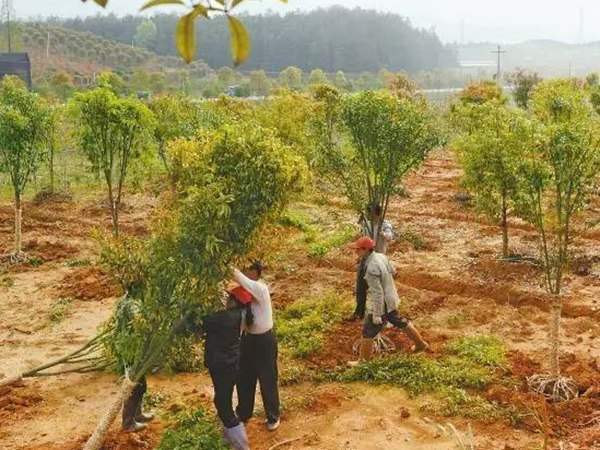 綠化苗木起苗出圃都有哪些注意事項(xiàng)？