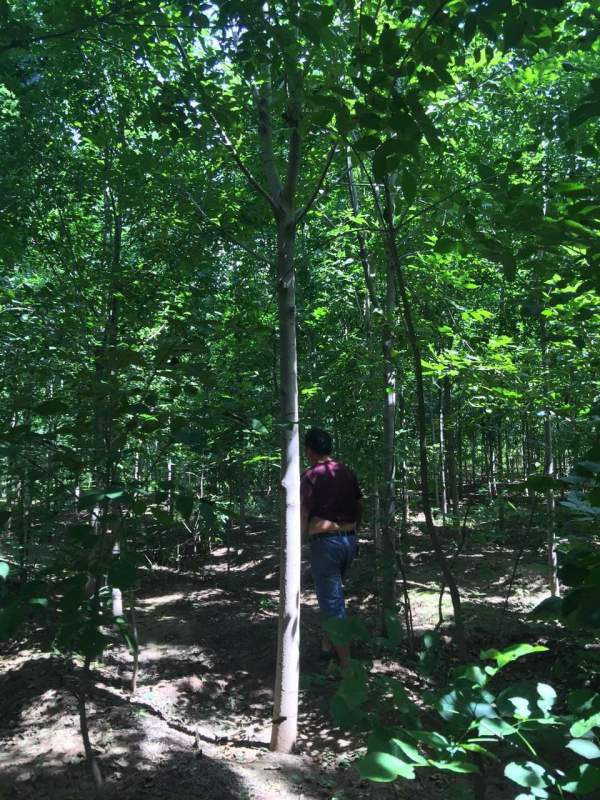 白蠟樹苗圃 白蠟樹苗圃