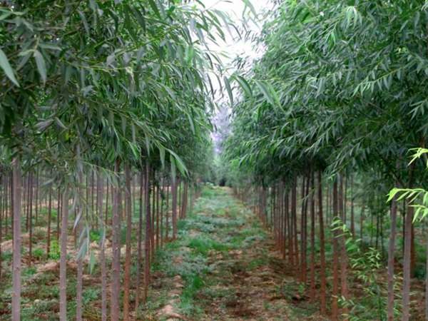 竹柳樹圖片竹柳樹基地實(shí)拍 竹柳樹圖片竹柳樹基地實(shí)拍