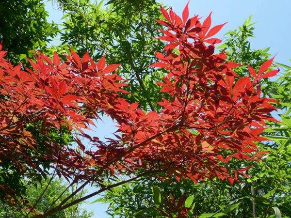 紅楓作衫，白楊為裙，美的傾國傾城！