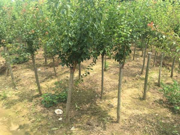 國內數一數二紅梅花產地，你知道幾個