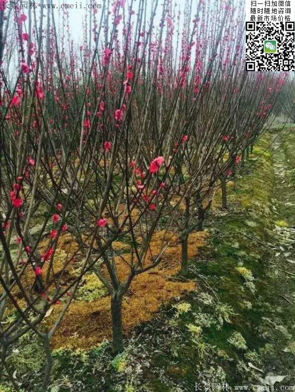 國內數一數二紅梅花產地，你知道幾個