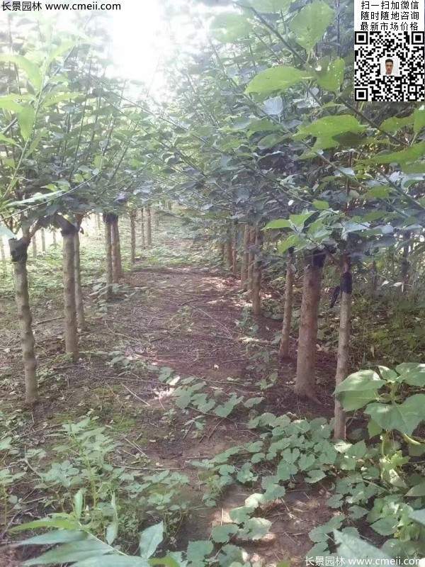 國內數一數二紅梅花產地，你知道幾個