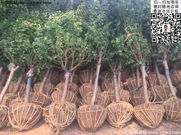 國內數一數二紅梅花產地，你知道幾個