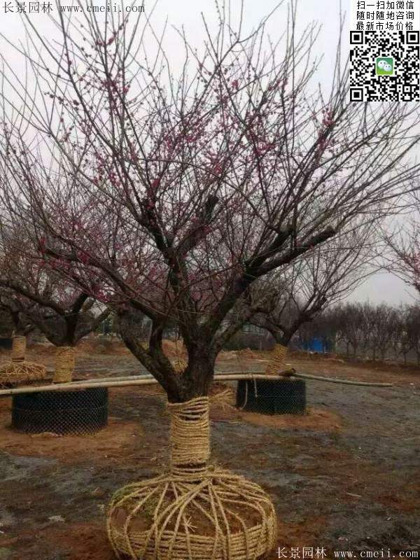 國內數一數二紅梅花產地，你知道幾個