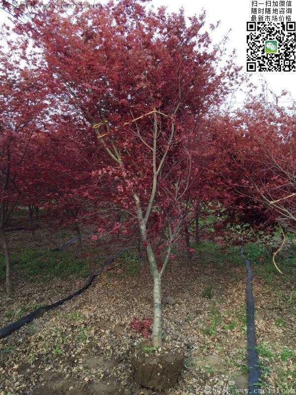 紅楓基地 紅楓基地