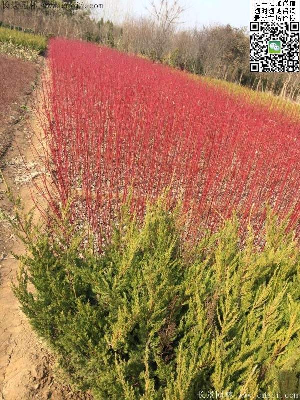 紅瑞木--長(zhǎng)景園林 紅瑞木--長(zhǎng)景園林