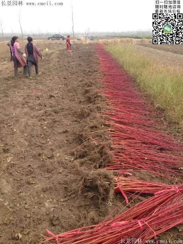 紅瑞木--長(zhǎng)景園林 紅瑞木--長(zhǎng)景園林