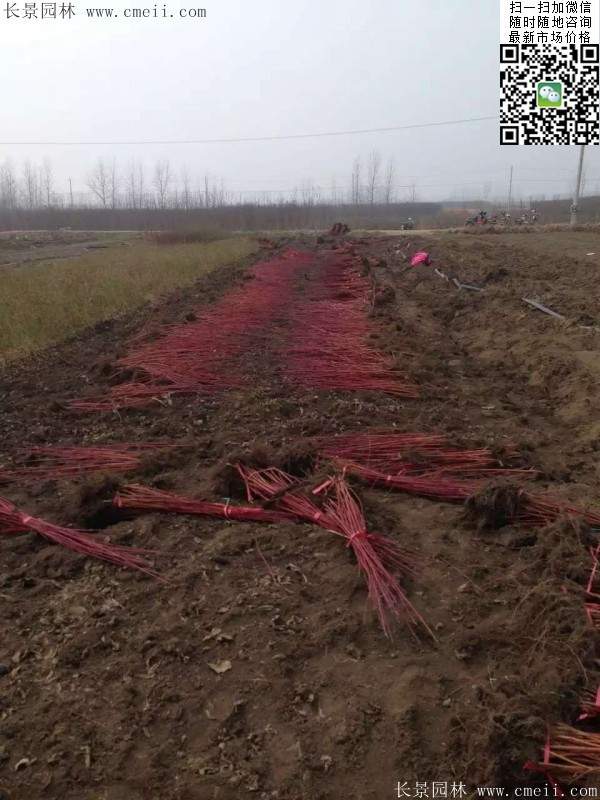 紅瑞木--長(zhǎng)景園林 紅瑞木--長(zhǎng)景園林