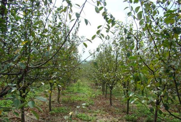 木瓜樹綠化、經(jīng)濟(jì)價值