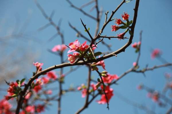 木瓜樹綠化、經(jīng)濟(jì)價值