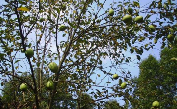 木瓜樹綠化、經(jīng)濟(jì)價值