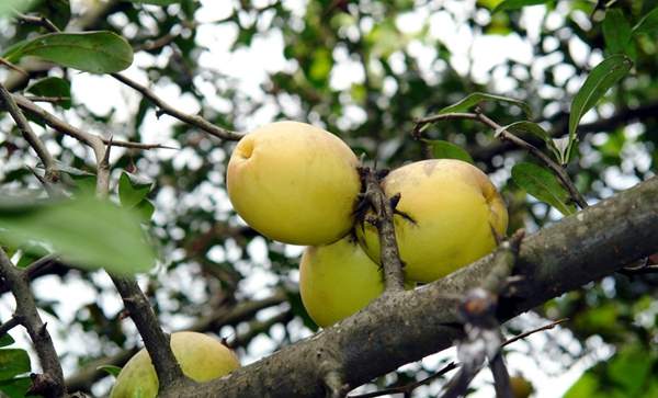 沭陽木瓜樹 沭陽木瓜樹