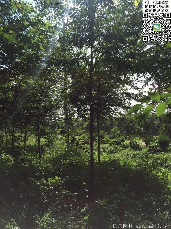 櫸樹(shù)哪里便宜？麻煩推薦一家大型，有誠(chéng)信的單位！