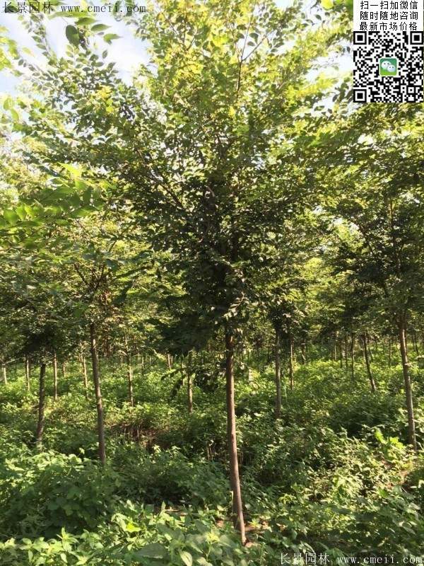 櫸樹(shù)哪里便宜？麻煩推薦一家大型，有誠(chéng)信的單位！