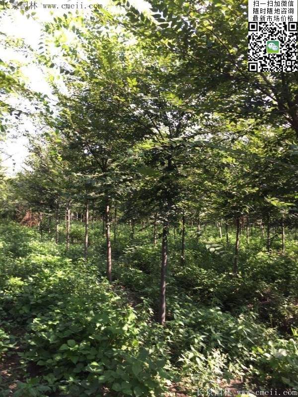 櫸樹(shù)哪里便宜？麻煩推薦一家大型，有誠(chéng)信的單位！