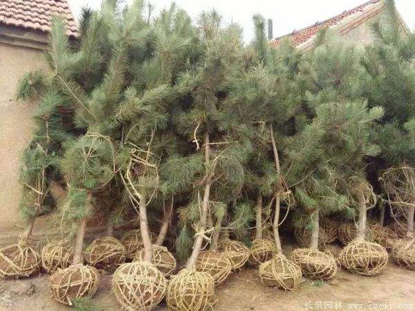 沭陽黑松 沭陽黑松