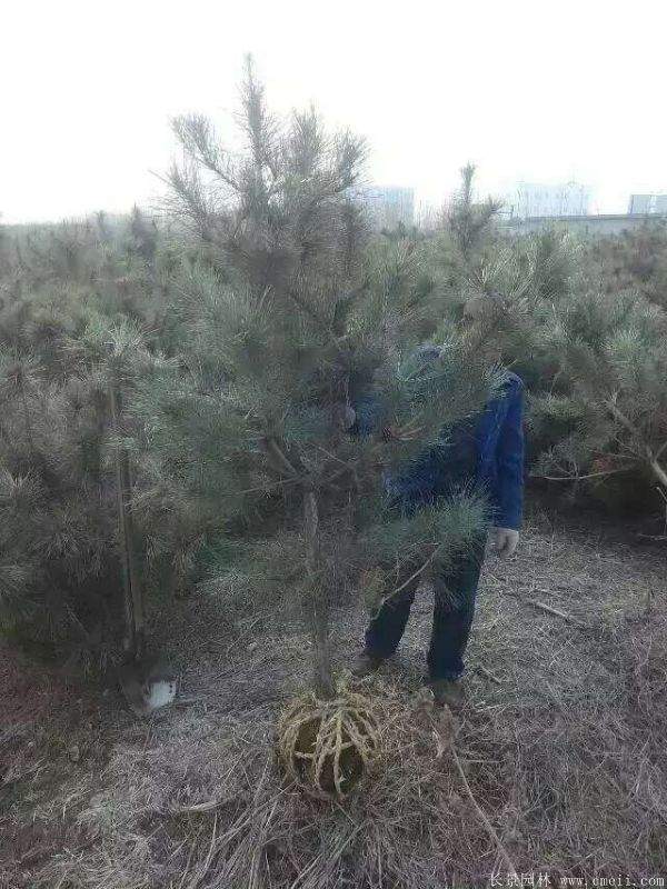 沭陽黑松 沭陽黑松