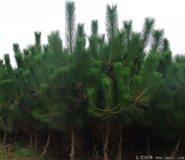 沭陽黑松的價格 沭陽黑松的價格