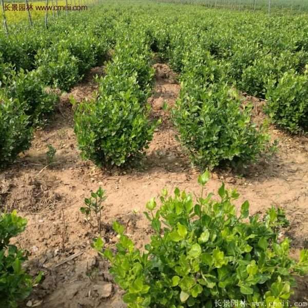 衛(wèi)矛產(chǎn)地 衛(wèi)矛產(chǎn)地