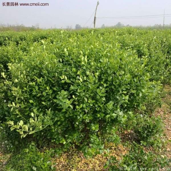 衛(wèi)矛產(chǎn)地 衛(wèi)矛產(chǎn)地