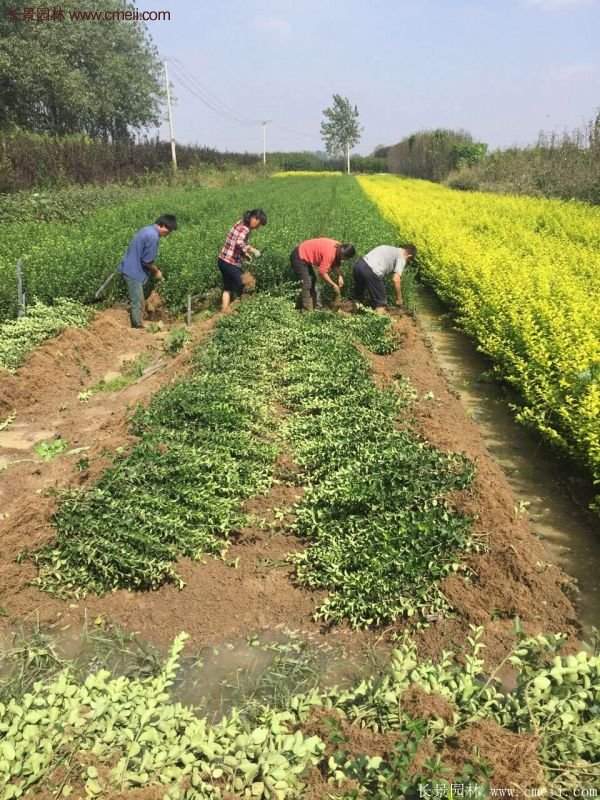 沭陽衛(wèi)矛 沭陽衛(wèi)矛