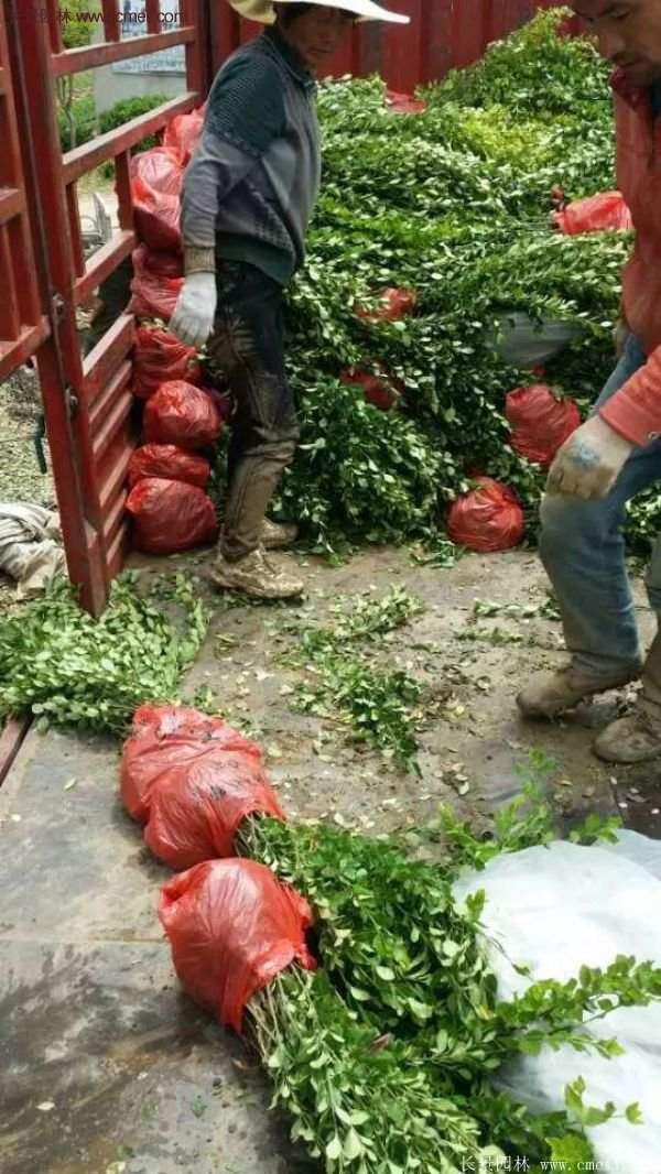 沭陽衛(wèi)矛 沭陽衛(wèi)矛