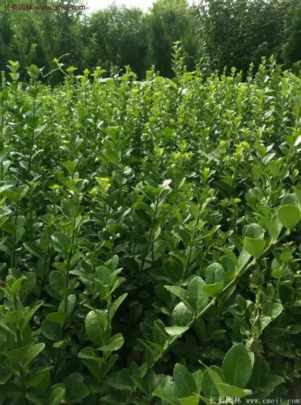 沭陽衛(wèi)矛 沭陽衛(wèi)矛