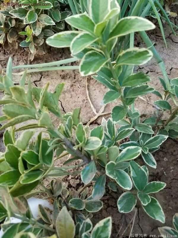 金邊黃楊前景 金邊黃楊前景