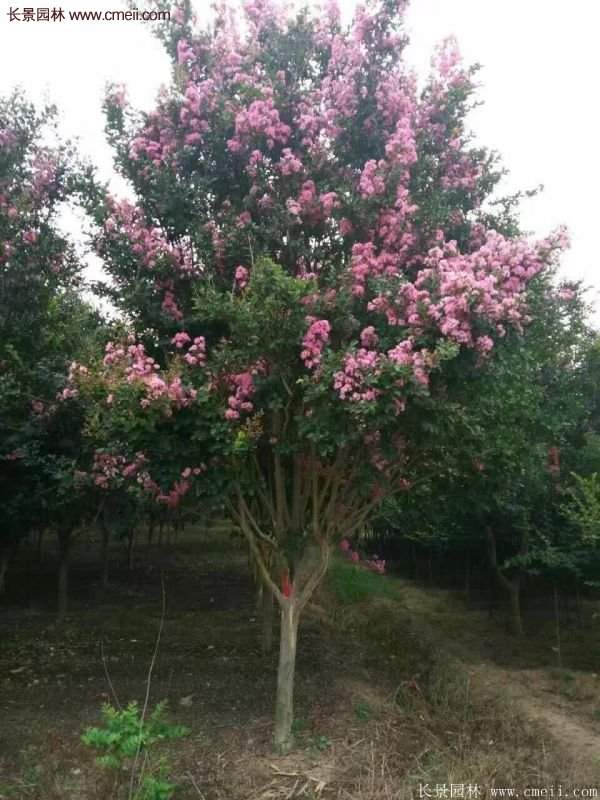 紫薇樹多少錢一棵？