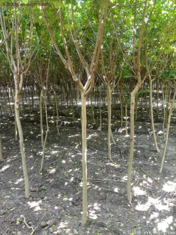 紫薇樹多少錢一棵？