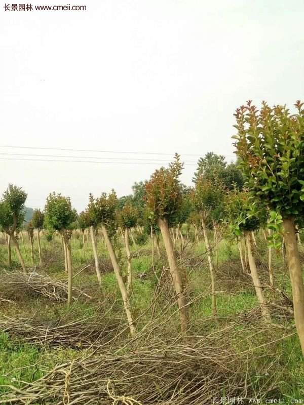 紫薇樹多少錢一棵？