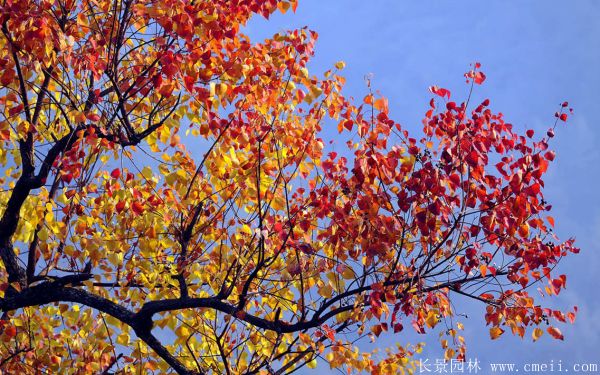 烏桕樹圖片烏桕樹基地實拍