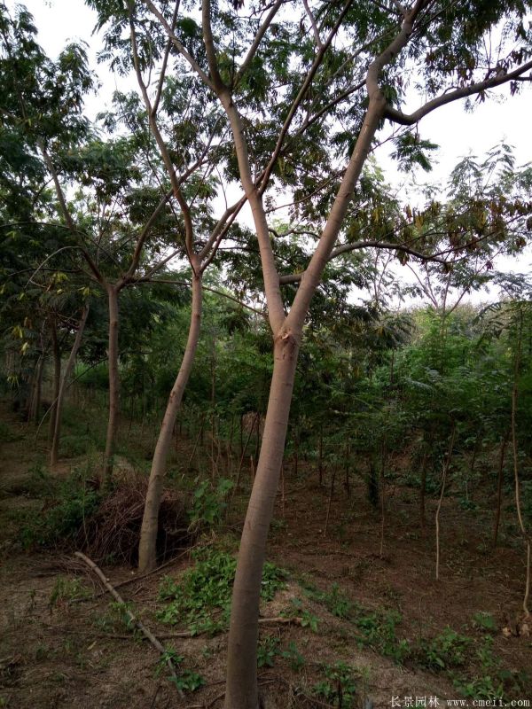 合歡樹圖片合歡樹基地實(shí)拍 合歡樹圖片合歡樹基地實(shí)拍