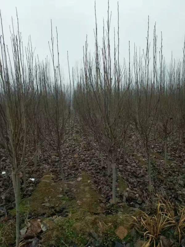 白玉蘭圖片白玉蘭基地實拍 白玉蘭圖片白玉蘭基地實拍