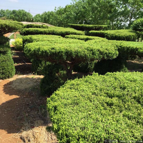 龍柏造型樹圖片龍柏造型樹基地實拍