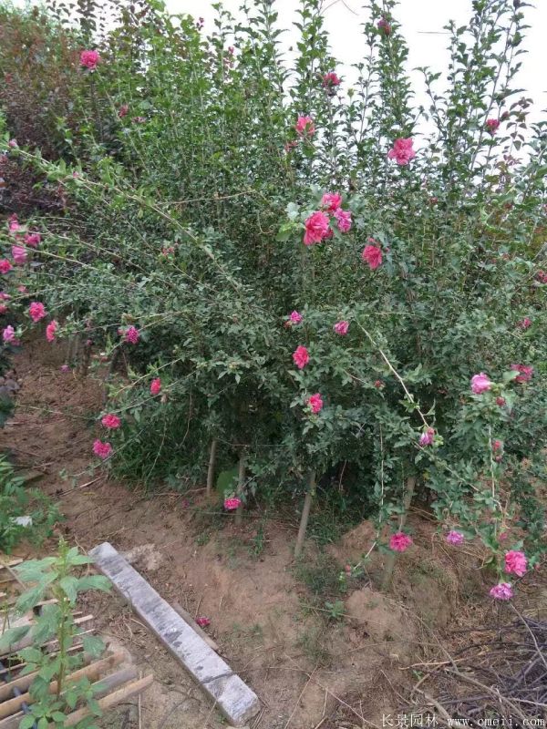 重瓣大花木槿樹圖片基地實(shí)拍 重瓣大花木槿樹圖片基地實(shí)拍