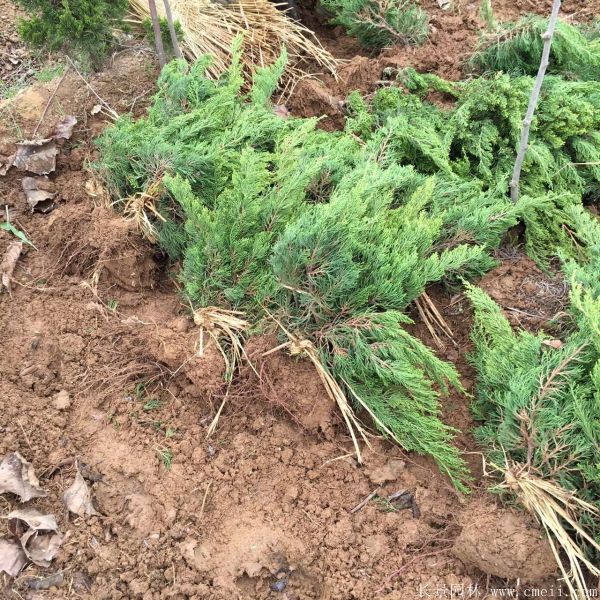 小龍柏圖片基地實拍