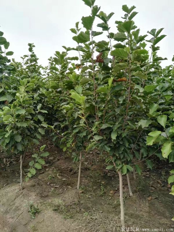 紫玉蘭小苗圖片基地實拍