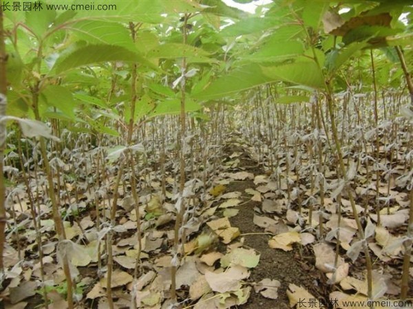 櫻花種子出苗發(fā)芽圖片 櫻花種子出苗發(fā)芽圖片